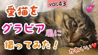 【猫好き必見！】愛猫をグラビア風に撮影してみた！