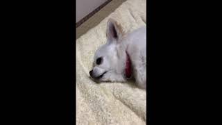 湯たんぽ犬わちちなしらす