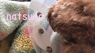 愛犬の夏菜が避妊手術してきました　生後8か月の女の子トイプードルの夏菜　my dog was spayed