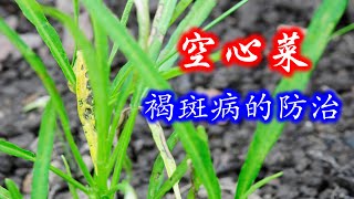 【庭院种菜 46】空心菜褐斑病的防治