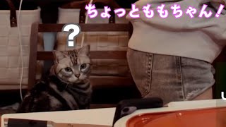 猫に椅子を取られる伊織もえ