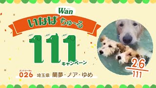 Wanちゅーる111キャンペーン　エントリーNo.26　埼玉県　蘭夢・ノア・ゆめ