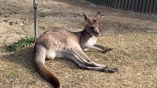 【冬の動物園】カンガルー – おまけ動画 グラビアポーズが艶めかしいカンガルーさん –