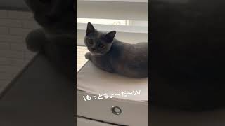 子猫のグラビア撮影会❤︎【Twitterでバズったポーズ】ブリショのプフ #Shorts #猫 #Cats #chill #セクシー猫