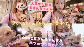 愛犬チワワのべるちゃん🐶ロンチーわちちのべるちゃんとADHDどきんちゃんままハプニング満載の豊洲ららぽーとへ