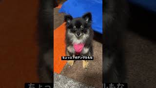 ウチのグラビアアイドル#撮影会 #避妊手術 #術後 #服 #pomeranian #ポメラニアン #子犬 #動物病院 #博美犬 #かわいい犬  #お疲れ様 #手術 #포메라니안　#グラビア