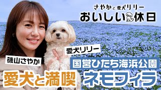 【さやかと愛犬リリーおいしい休日】磯山さやかが国営ひたち海浜公園でペット旅