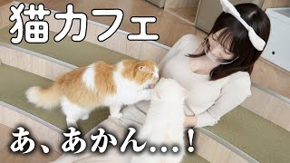 【猫カフェ】行ったらすごい積極的な猫が…