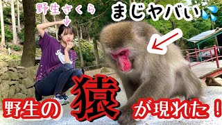 【危険】野生猿が凶暴すぎた…さる