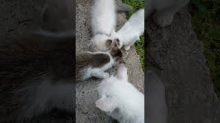 breakfast – Miyu dan anak² #cutecatshorts #cutecat