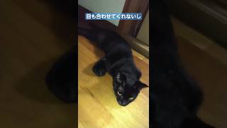 【黒猫】目も合わせてくれないし わたしじゃだめなの？#黒猫 #ボカロがライバル　#吉木りさ