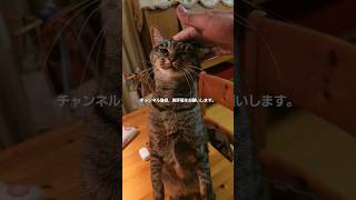 オットセイにゃ～んの猫動画を見ながら 世界のサトエリさんが歌う尾崎豊さんの曲  I LOVE YOUを聴いてください。