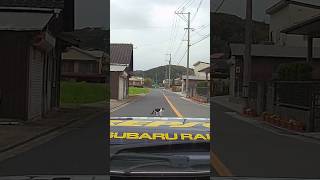 #WRX #真木よう子 化 エンスト後に猫に2度見されてティンコンカンコン #猫