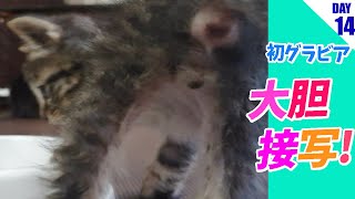 【初出し】子猫のニイとサン、グラビアデビュー？！Close-up of cute kittens #kitten #catshorts #catlover #cuteanimals #子猫 #保護猫