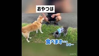 ちわぷーちょびの日常 ちち〜おやつでーす