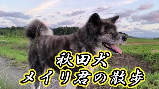 秋田犬 メイリ君の散歩 ②